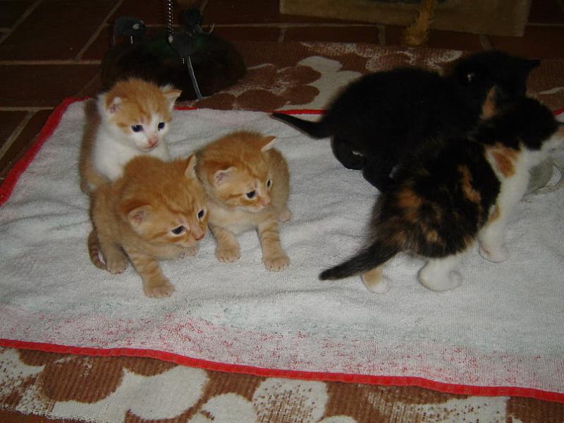 cats01.jpg