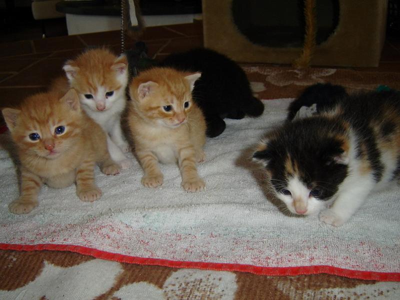 cats02.jpg