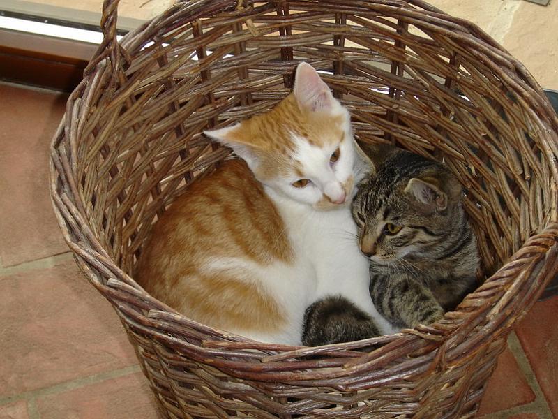 cats06.jpg