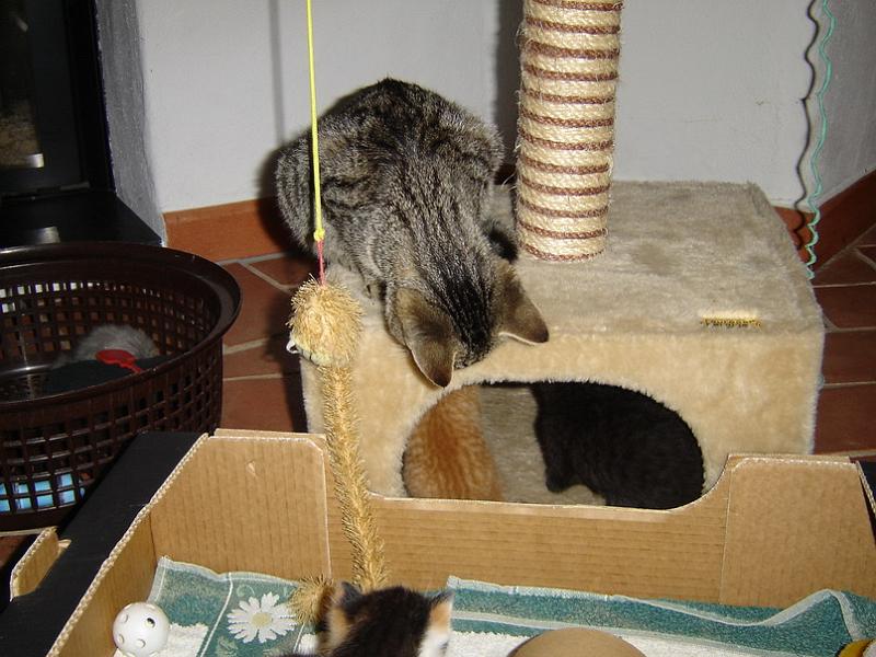 cats07.jpg