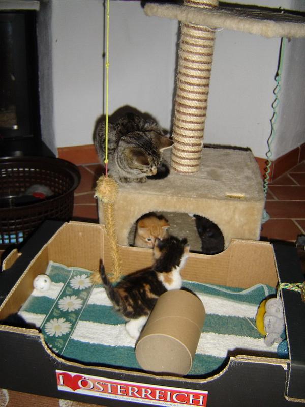 cats08.jpg