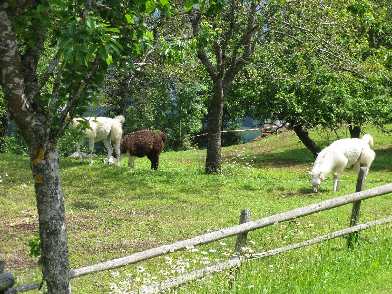 IMG_1221.JPG - Lamas und Alpakas des Nachbarn