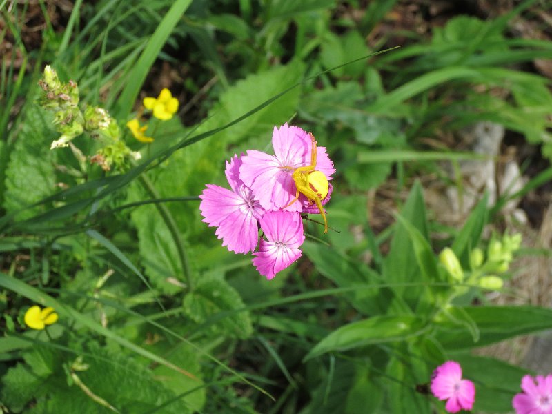 IMG_1294.JPG - Blume mit Insekt?