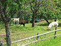 IMG_1221